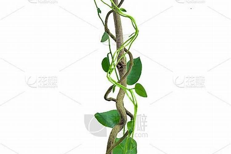 空心菜优质高产是关键,空心菜优质高产的栽培管理要点是什么？