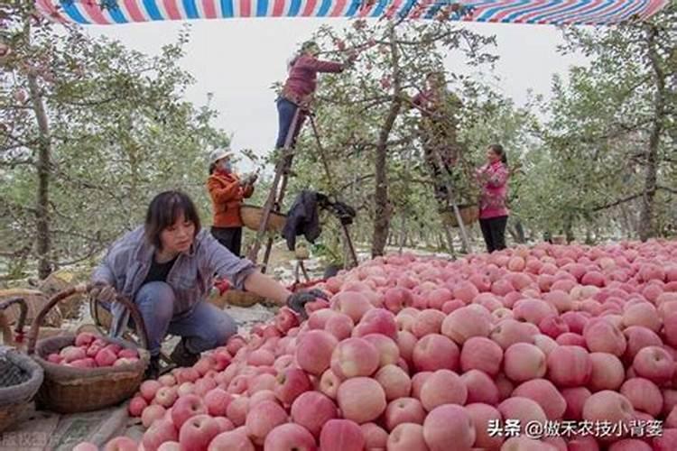 苹果树缺钙,应该怎么补充,需要注意什么？