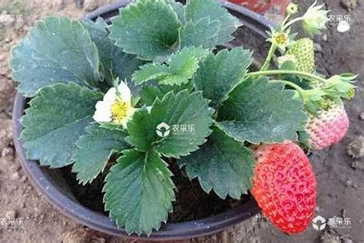 种植草莓如何进行施肥
