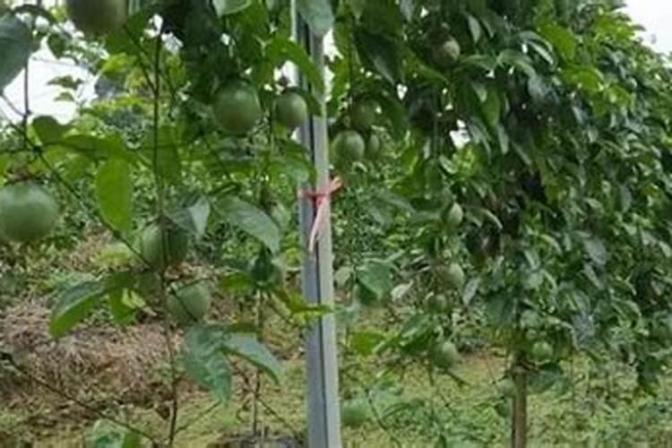 百香果挂果后如何施肥？
