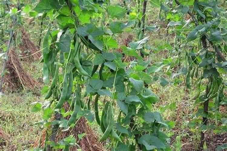 白芸豆高产方法