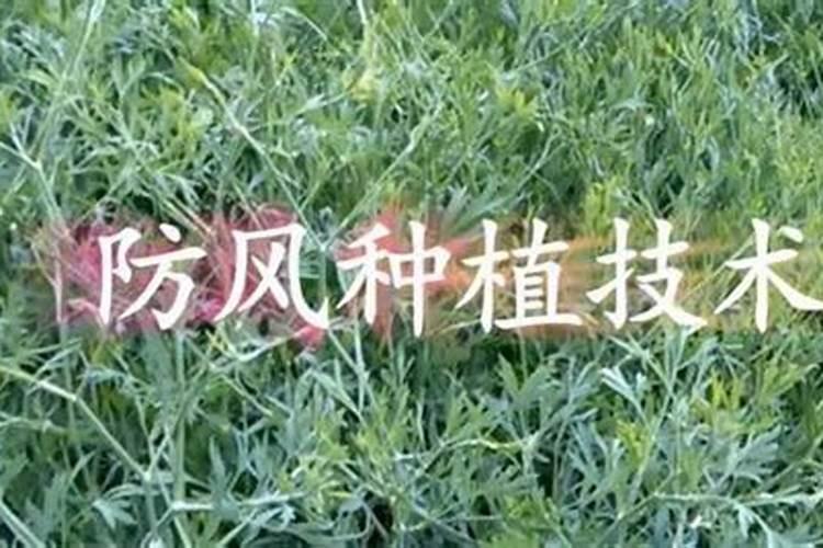 草莓追肥用什么肥料最好
