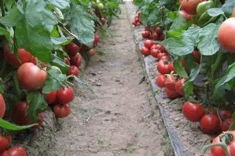 在种植黄瓜、辣椒、番茄时,有哪些办法可以促长、增产、防病害？
