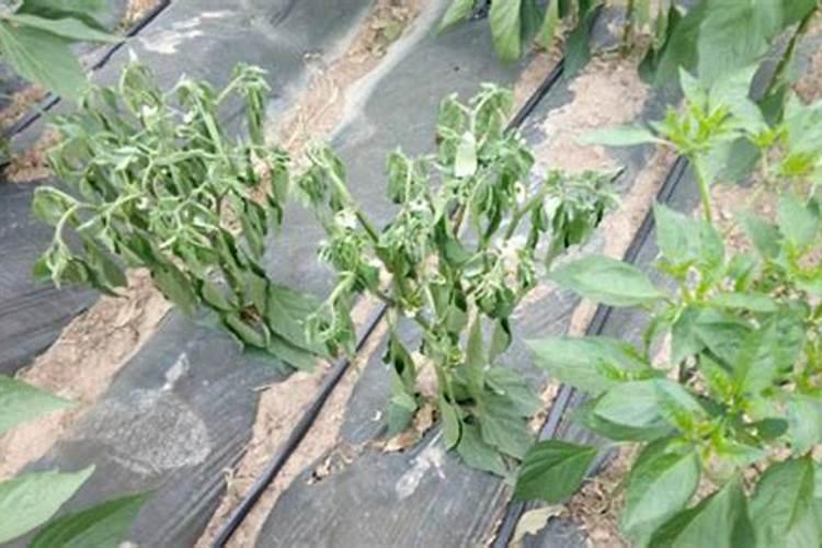 黄腐酸钾最佳使用时间