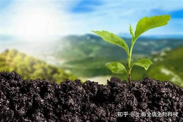 家庭养花尿素使用方法  养花能用尿素吗