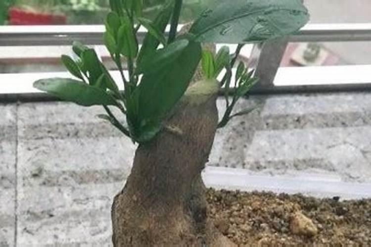 金豆什么时候开花