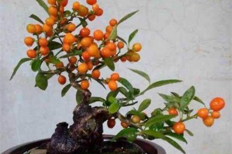 金豆盆景如何促花保果？
