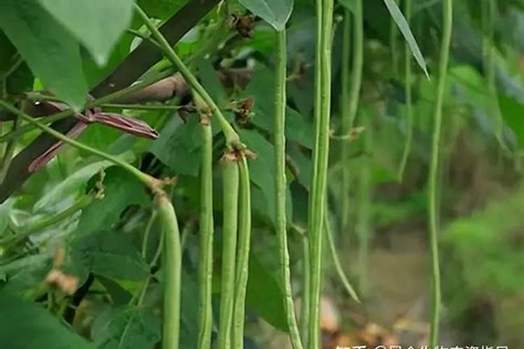 豆角用什么含量的肥料较好