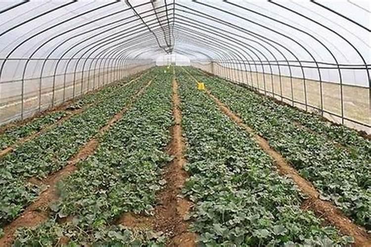 水溶肥的正确使用方法 水溶肥的使用方法