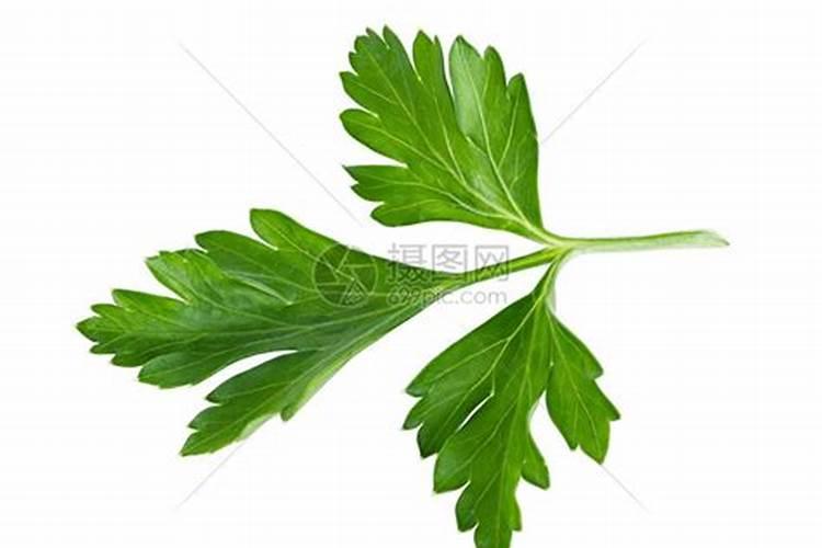香菜黄叶的原因和处理办法