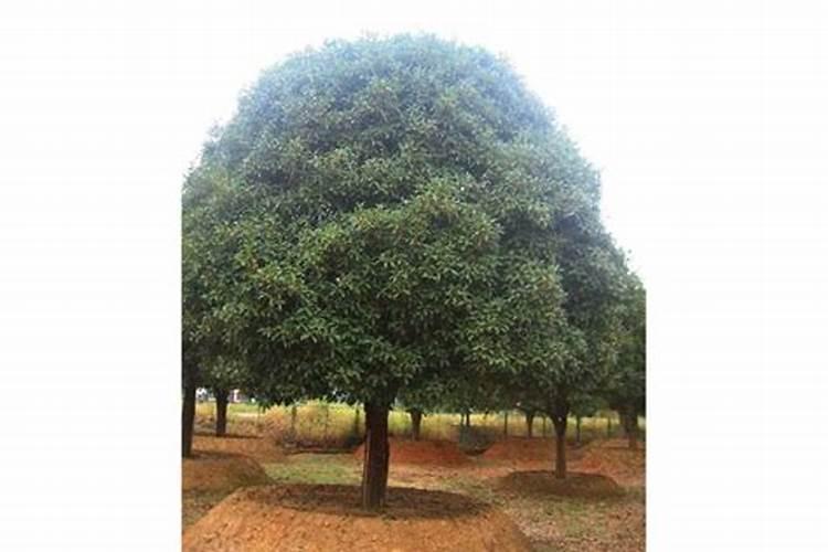桂花施什么肥最好