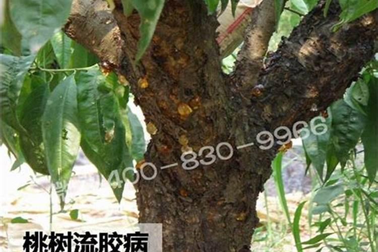 桃树的需肥特性是怎样的？