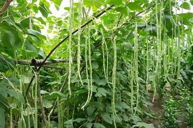 架豆王豆角追肥用哪个好