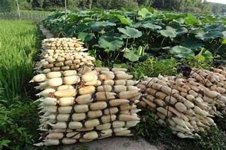 白兰花用什么肥料最好(白兰花怎么施肥长得快开花多)