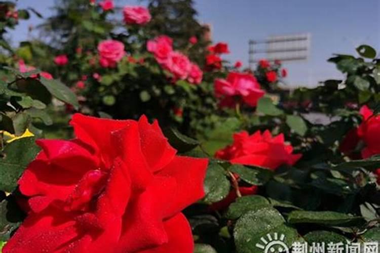 月季开花用什么肥