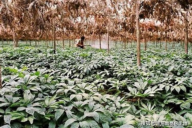 甘蔗施什么肥料长的粗大