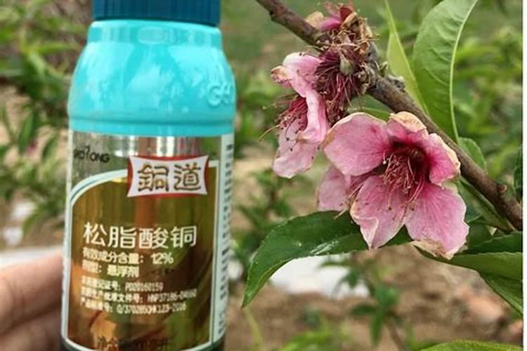 李子怎样管理才能又大又甜(李子增大增甜度用什么方法)