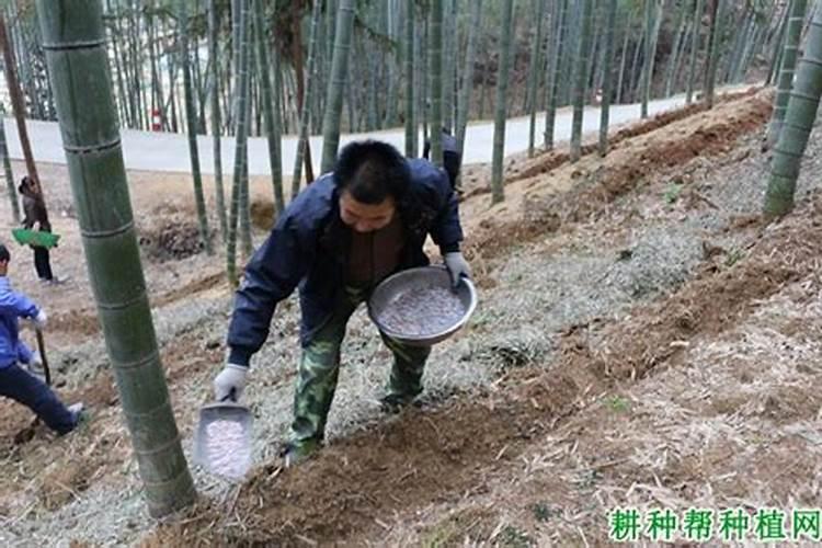 竹笋施肥用什么肥料