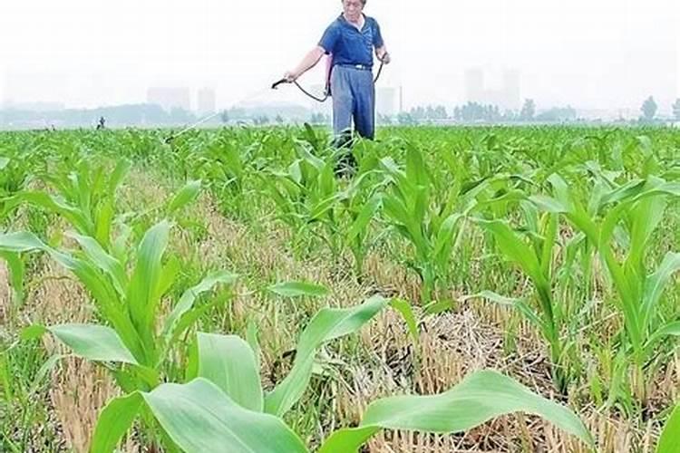 种植玉米时需不需要追肥？玉米在几叶追肥最好？