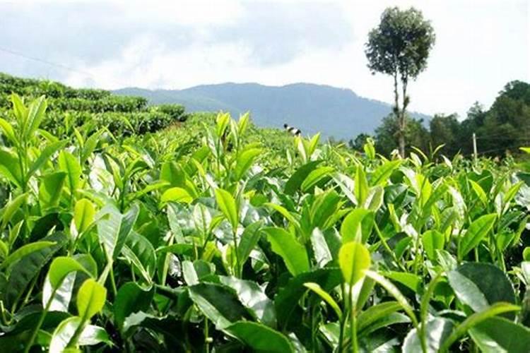 油茶树施什么肥比较好(种植油茶树施什么肥料长得快)
