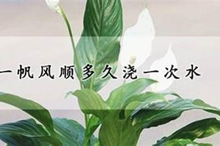 枸杞追施叶面肥的好处