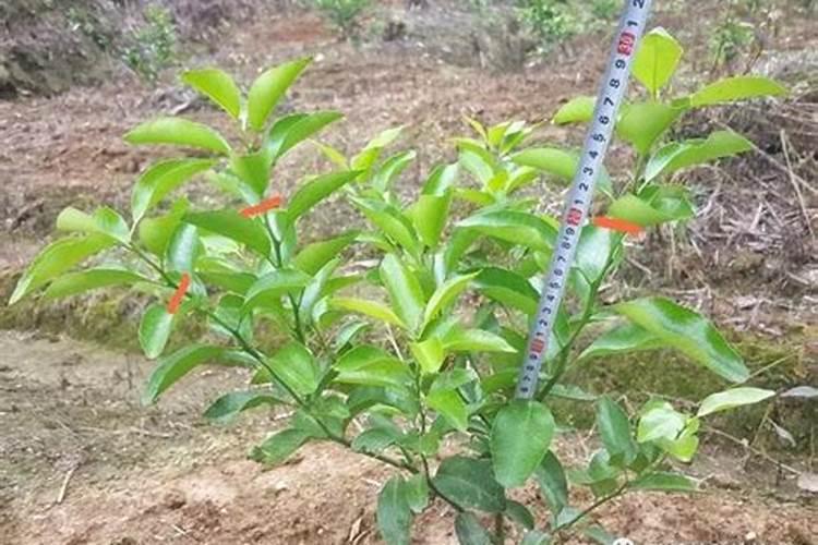 砂糖橘如何施肥 分享种植砂糖橘施肥技术经验