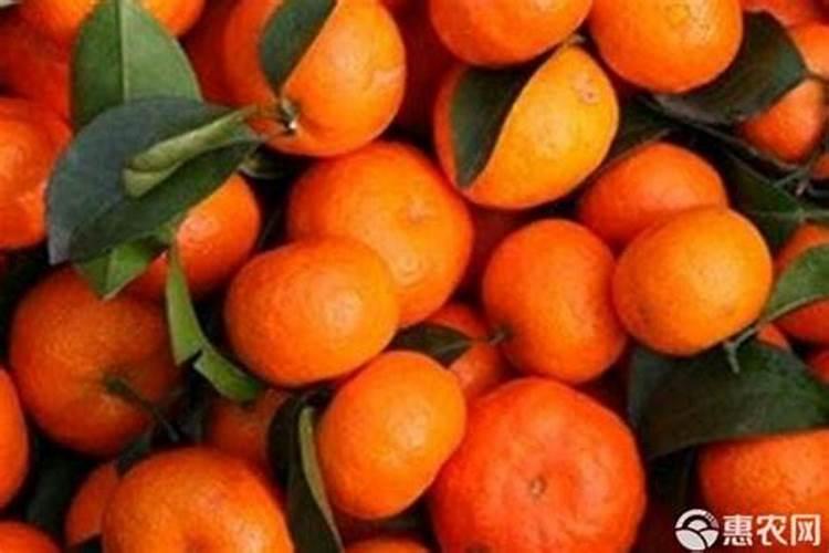 【橘子知识百科】橘子有哪些品种 桔子的功效与作用禁忌
