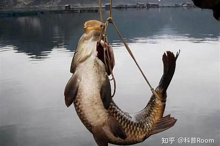 芸豆上什么肥料最好