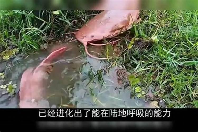 鱼蛋白肥料的使用技巧