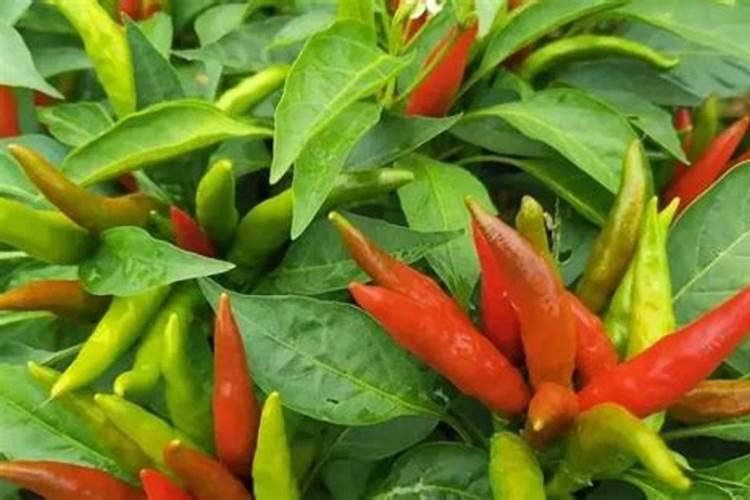 什么是鱼蛋白肥料,鱼蛋白肥料作用及使用方法