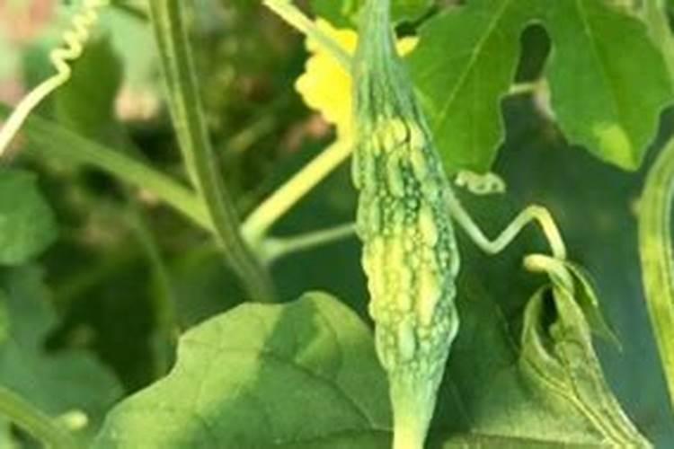 丝瓜最怕什么肥料 丝瓜不能使用什么肥料