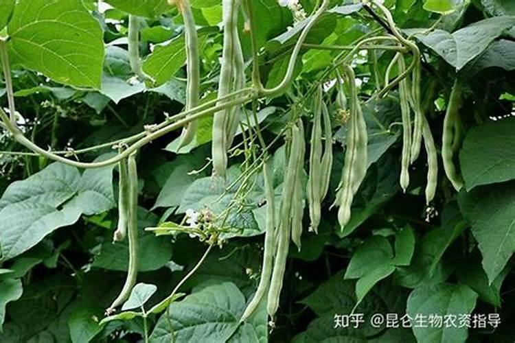 云南土豆产地