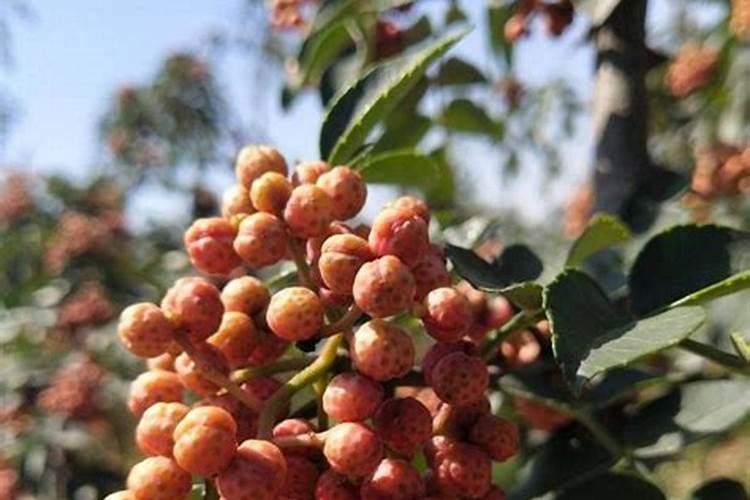 花椒现在怎样施肥和管理？