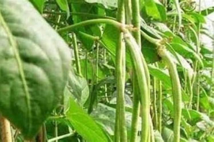 豇豆的高产施肥方法