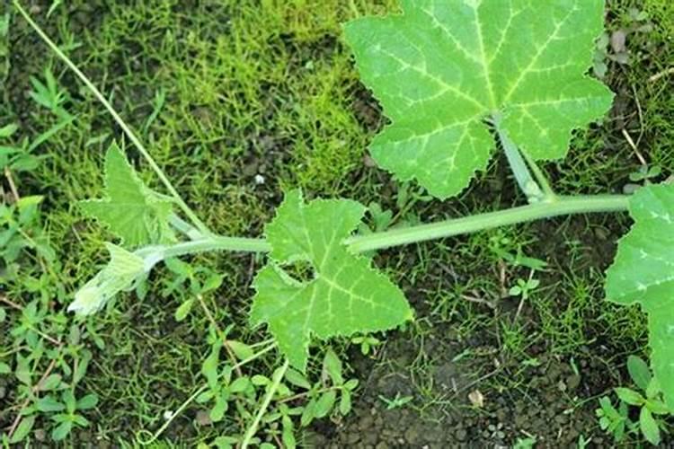 腐植酸有什么作用？腐植酸肥料的使用标准是什么？