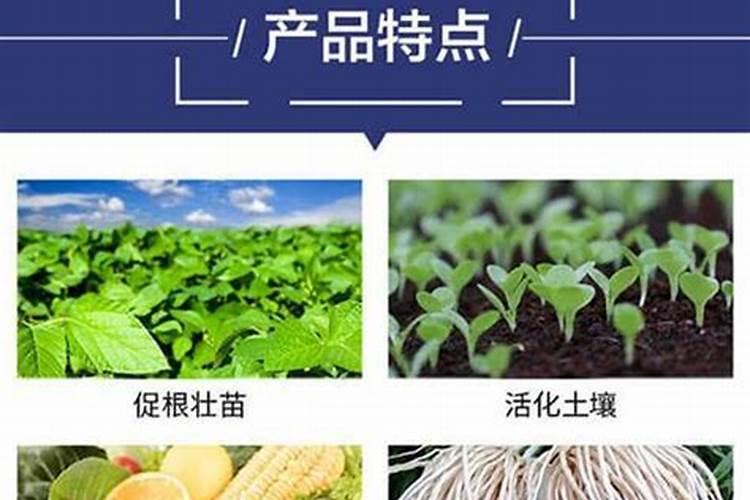 最好海藻肥？