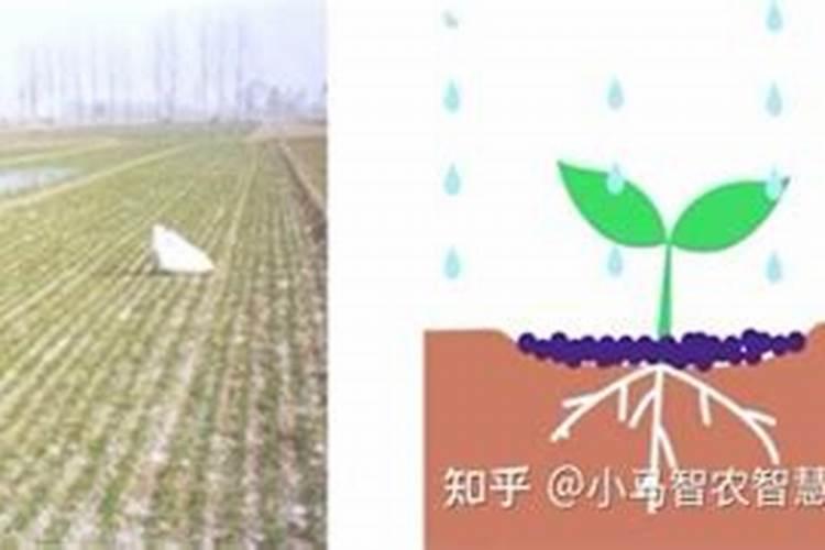 土豆是不是植物？