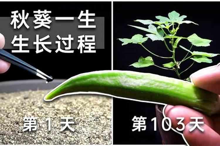 秋葵开花结果期施三个15复合肥好吗？