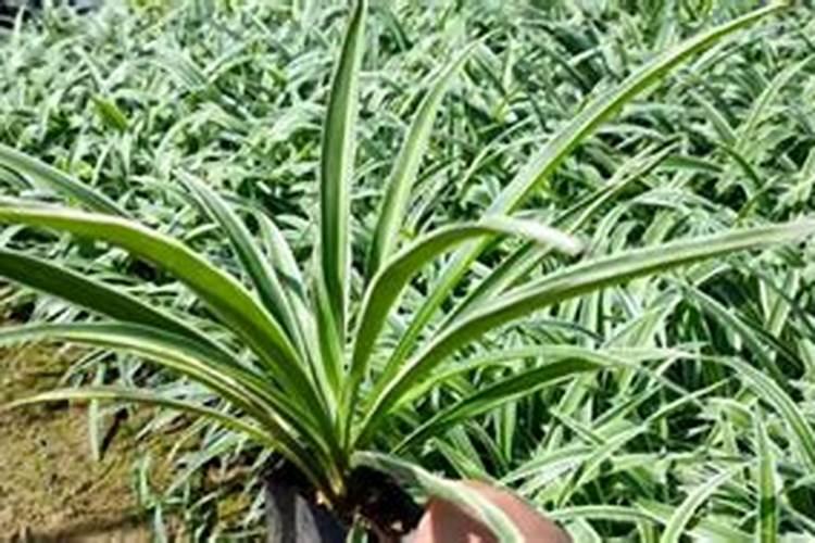 植物固氮作用有什么好处