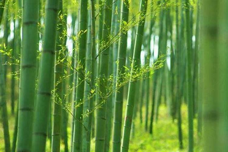 哪些植物肥料里面含丰富的磷和钾？