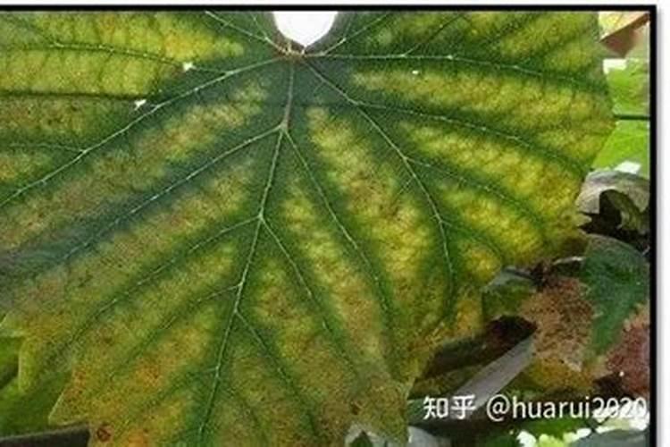 葡萄补钙后仍然缺钙原因(给葡萄补钙什么钙肥最好)