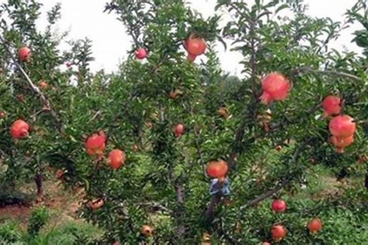 尿素化肥是依靠什么原料做出来的