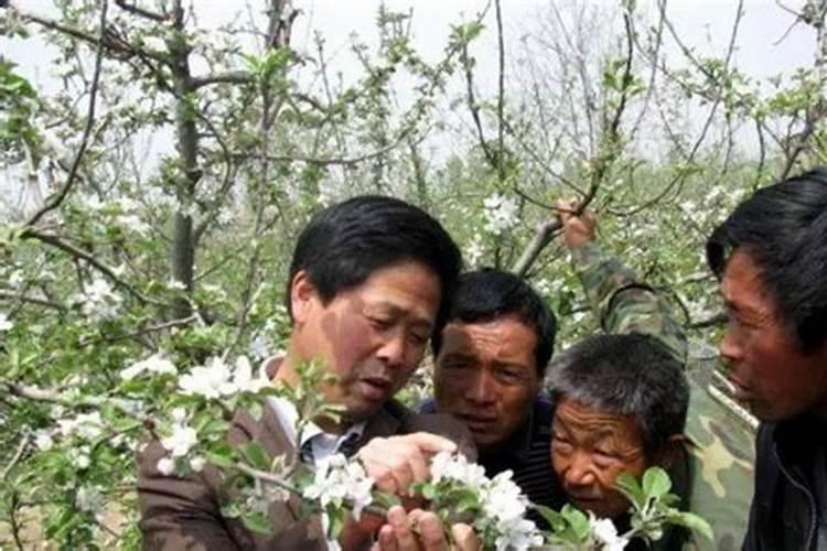 果树叶面喷施硼肥的最佳时间