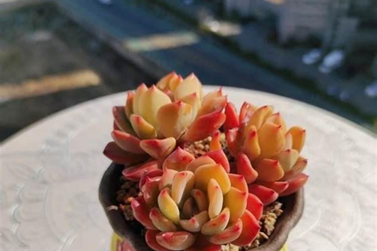 青椒浇什么肥料合适