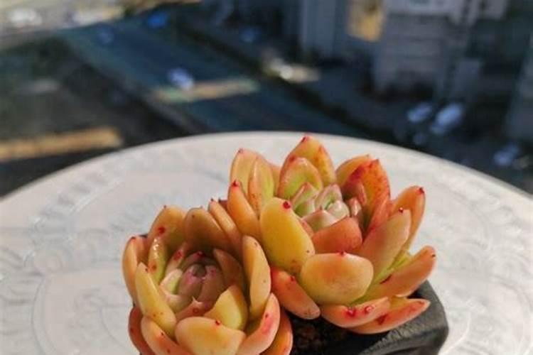 多肉十二卷怎么养 十二卷多肉怎么养