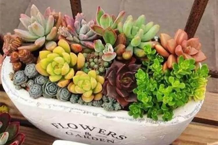 阳光玫瑰葡萄枝条扁能行成花芽吗？