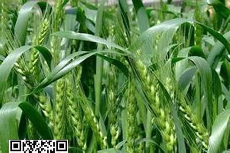 novella洗发水好用吗？