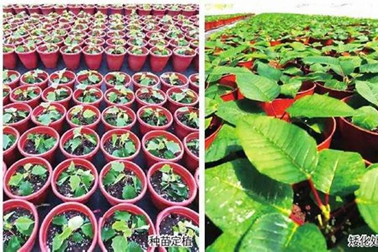 一年生草花要怎样施肥？