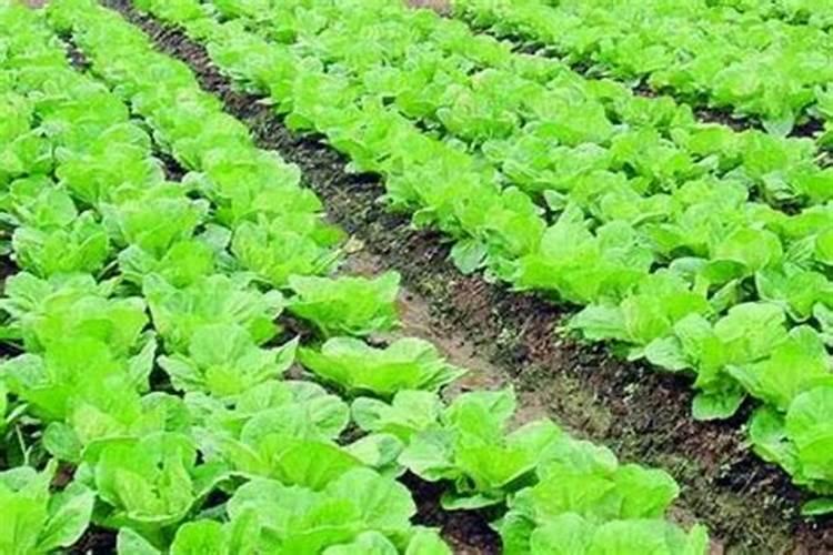 大白菜适用于哪种元素水肥施肥？