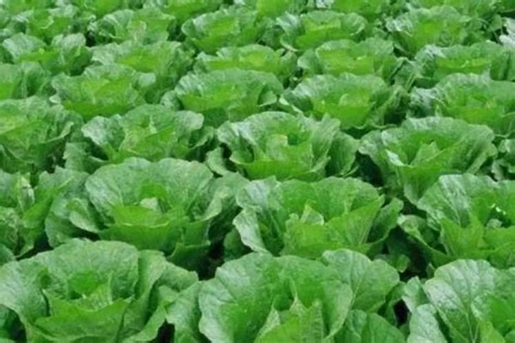 白菜喷什么包心快